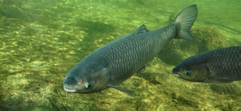 Jul 16, 2013 ... The objective is to produce nuclear breeder seed of Amur common carp and supply to different hatcheries in the country,mainly targeting the ...
